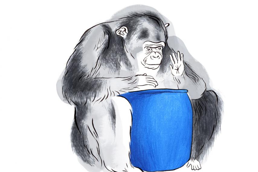 854x570 Did A Chimpanzee Perform A 4 Minute Drum Solo - Chimpanzee Sketch