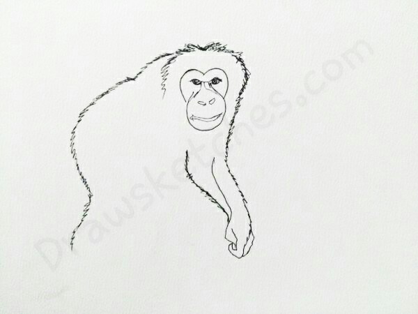 600x450 How To Draw A Chimpanzee In A Few Easy Steps With Pictures - Chimpanzee Sketch