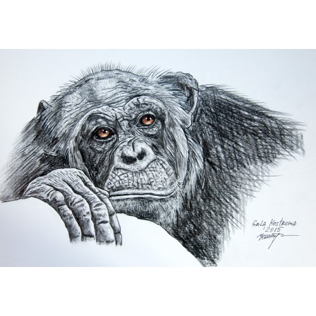 458x458 Animals, Drawing, Monkey, Portrait, Chimpanzee - Chimpanzee Sketch