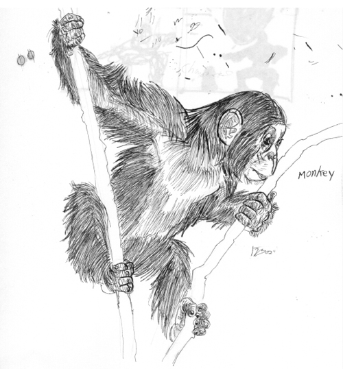 500x538 Chimpanzee Sketch By Vctrstigma9 - Chimpanzee Sketch