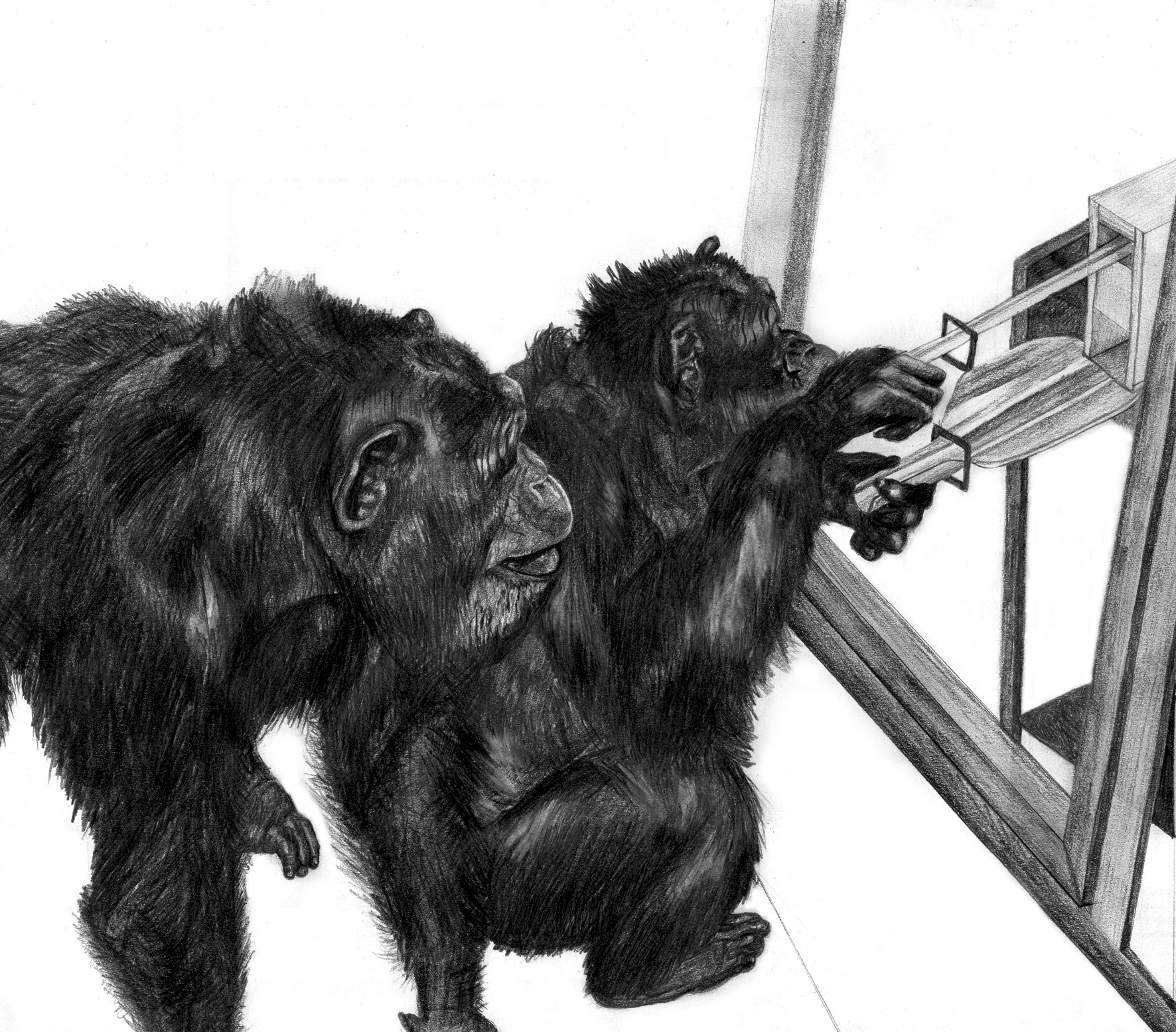 Chimpanzee Sketch at PaintingValley.com | Explore collection of ...