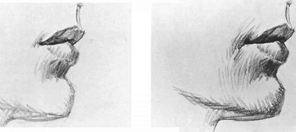 1023x459 How To Draw Portrait With Proportions - Chin Sketch