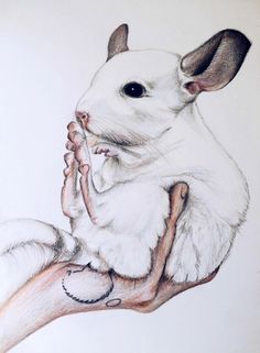Chinchilla Sketch