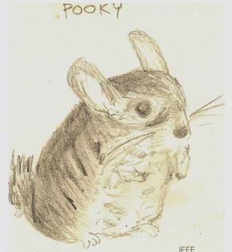 336x365 Chinchilla Sketch By David Niall Wilson Sketching - Chinchilla Sketch