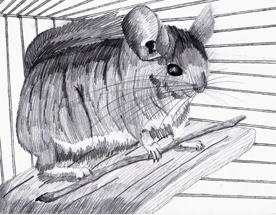 900x702 Chinchilla Sketch By Meorow - Chinchilla Sketch