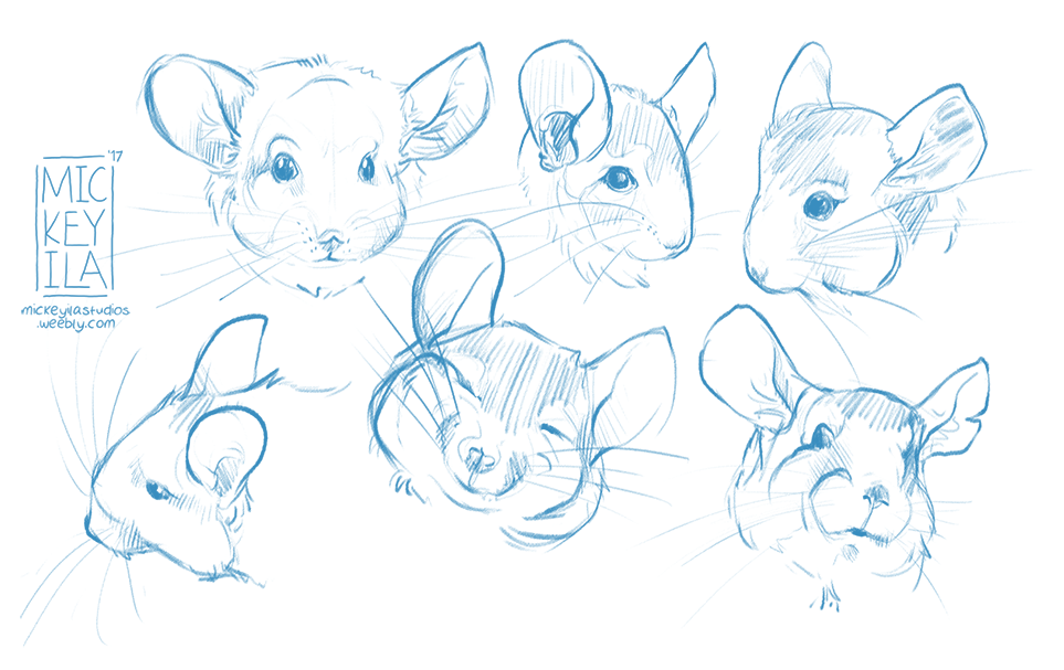 963x607 Chinchilla Warmup By Mickeyila - Chinchilla Sketch