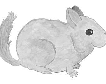 340x270 Chinchilla Drawing Etsy - Chinchilla Sketch