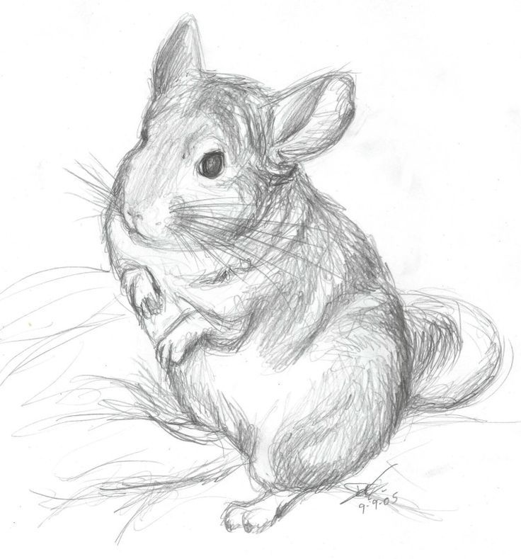 736x789 Cute Chinchilla Drawing. Small, Furry Thing. - Chinchilla Sketch