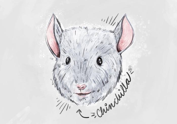700x490 Free Chinchilla Background - Chinchilla Sketch