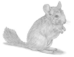 250x193 How To Draw A Chinchilla - Chinchilla Sketch