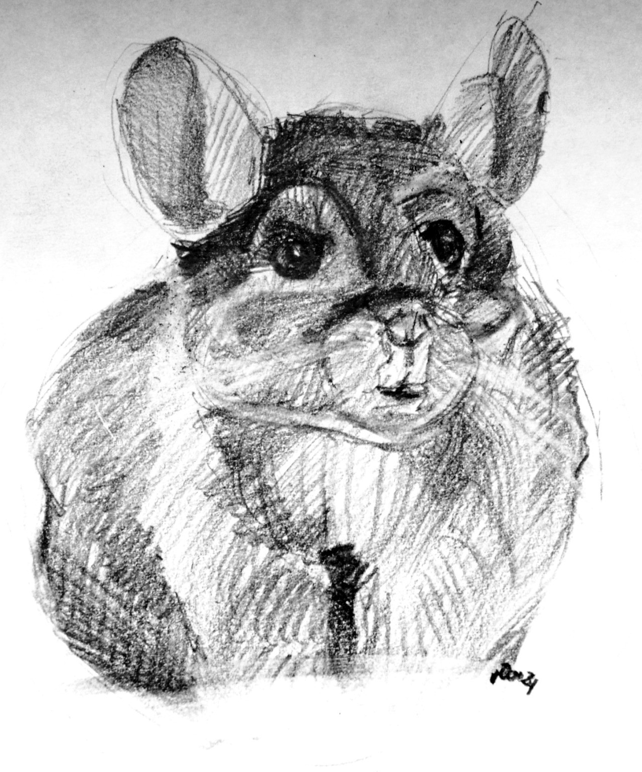 1280x1539 January 30th - Chinchilla Sketch