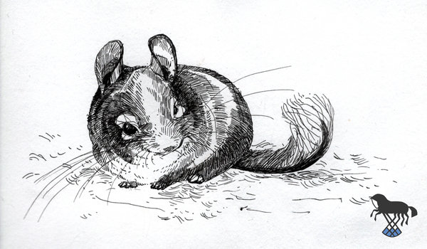 600x350 Some Chinchilla Sketch By Oblokmagellana - Chinchilla Sketch