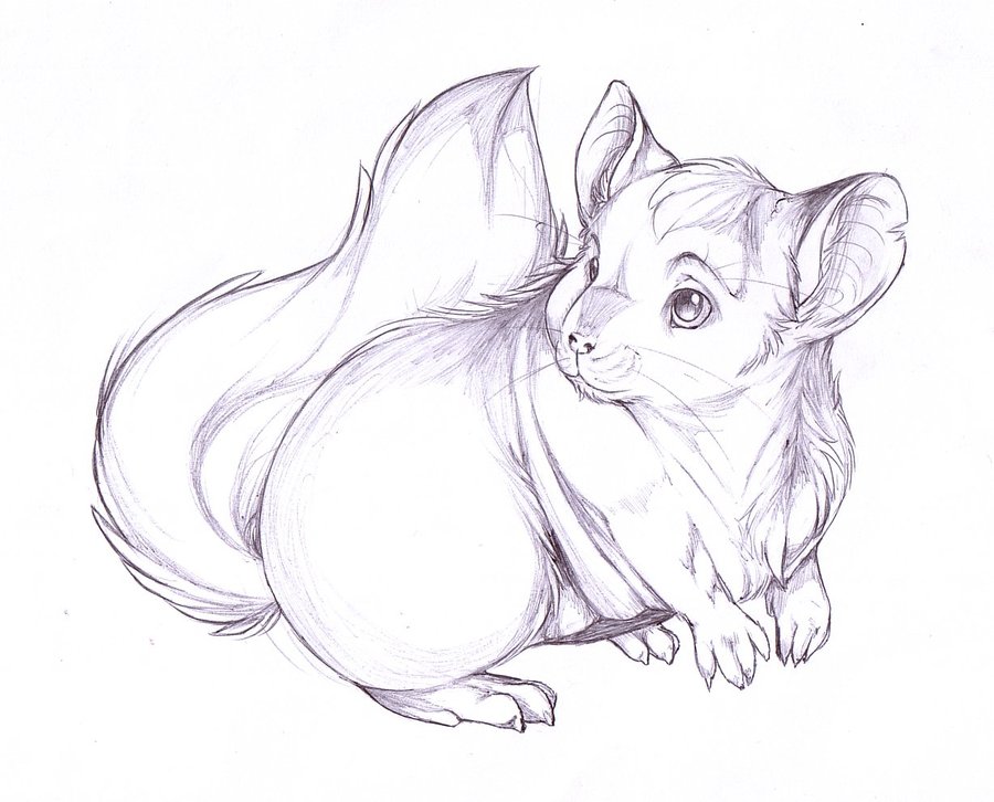 900x726 8tracks Online Radio Stream 10 Playlists By Lisaroseg Portland - Chinchilla Sketch