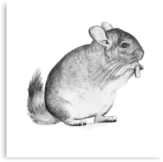 550x545 Chinchilla,drawing, Pencil ,sketch Metal Prints By Katerina - Chinchilla Sketch