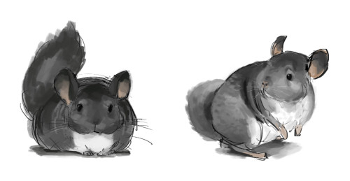 Chinchilla Sketch at PaintingValley.com | Explore collection of ...