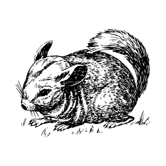 630x630 Chinchilla - Chinchilla Sketch