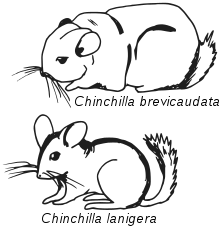 220x229 Chinchilla - Chinchilla Sketch