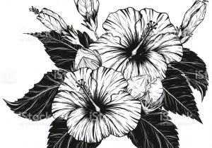 300x210 Drawing Art Of Hibiscus Hibiscus Flower Sketch Sketch Of Hibiscus - Chinese Flower Sketch