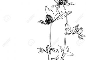 300x210 Free Line Drawings Of Flowers Gongbi Chinese Painting Flower - Chinese Flower Sketch