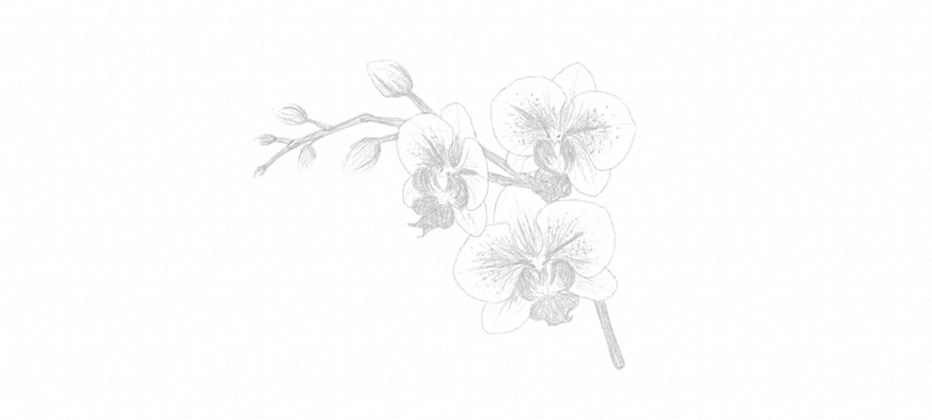 850x383 How To Draw A Flower - Chinese Flower Sketch