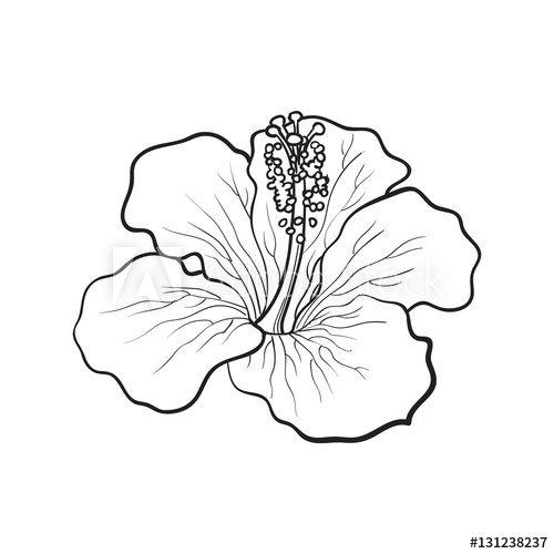 Chinese Flower Sketch at PaintingValley.com | Explore collection of ...