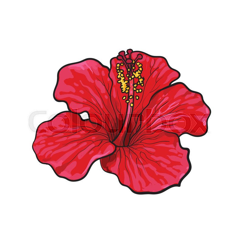 800x800 Single Bright Red Hibiscus Tropical Flower, Sketch Style Vector - Chinese Flower Sketch