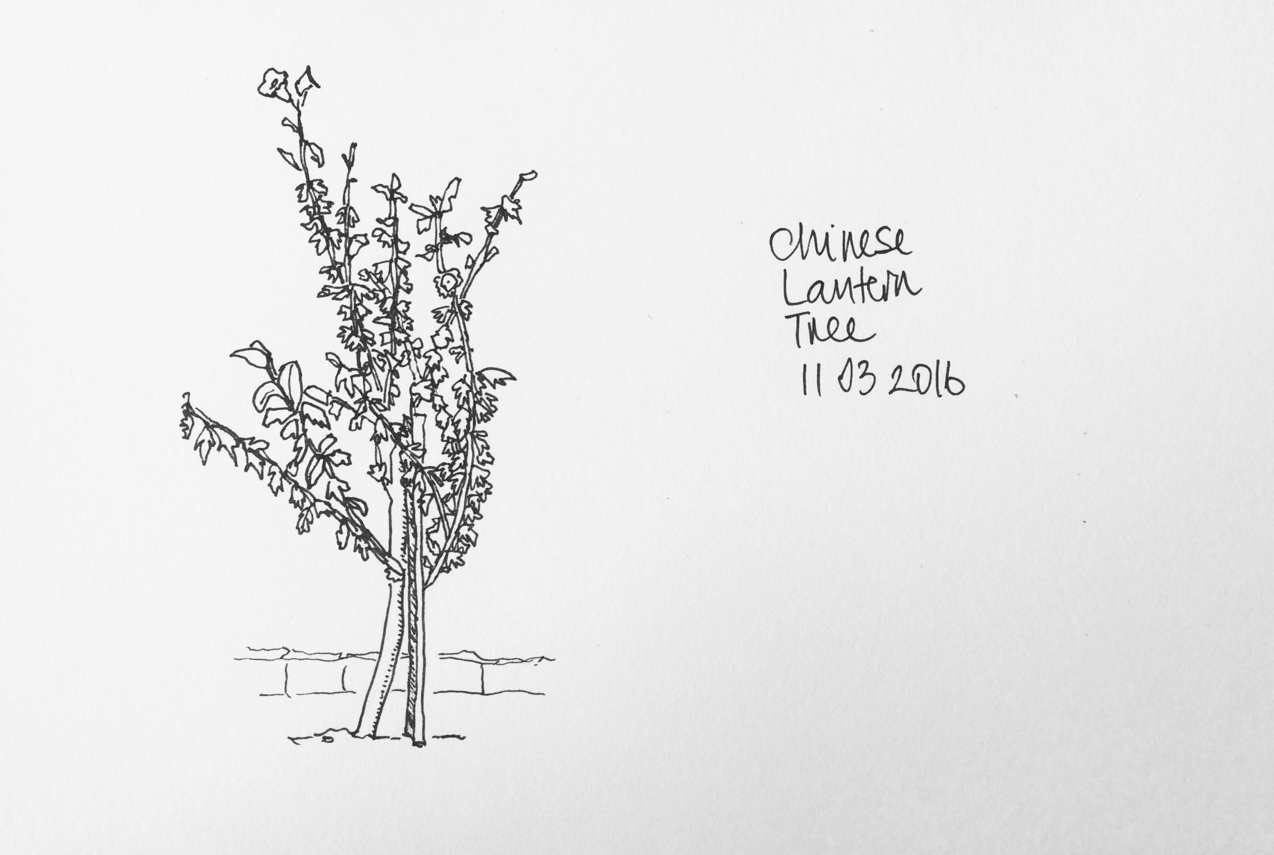 2608x1752 Chinese Lantern Tree @ Home Thirtyninepines - Chinese Lantern Sketch