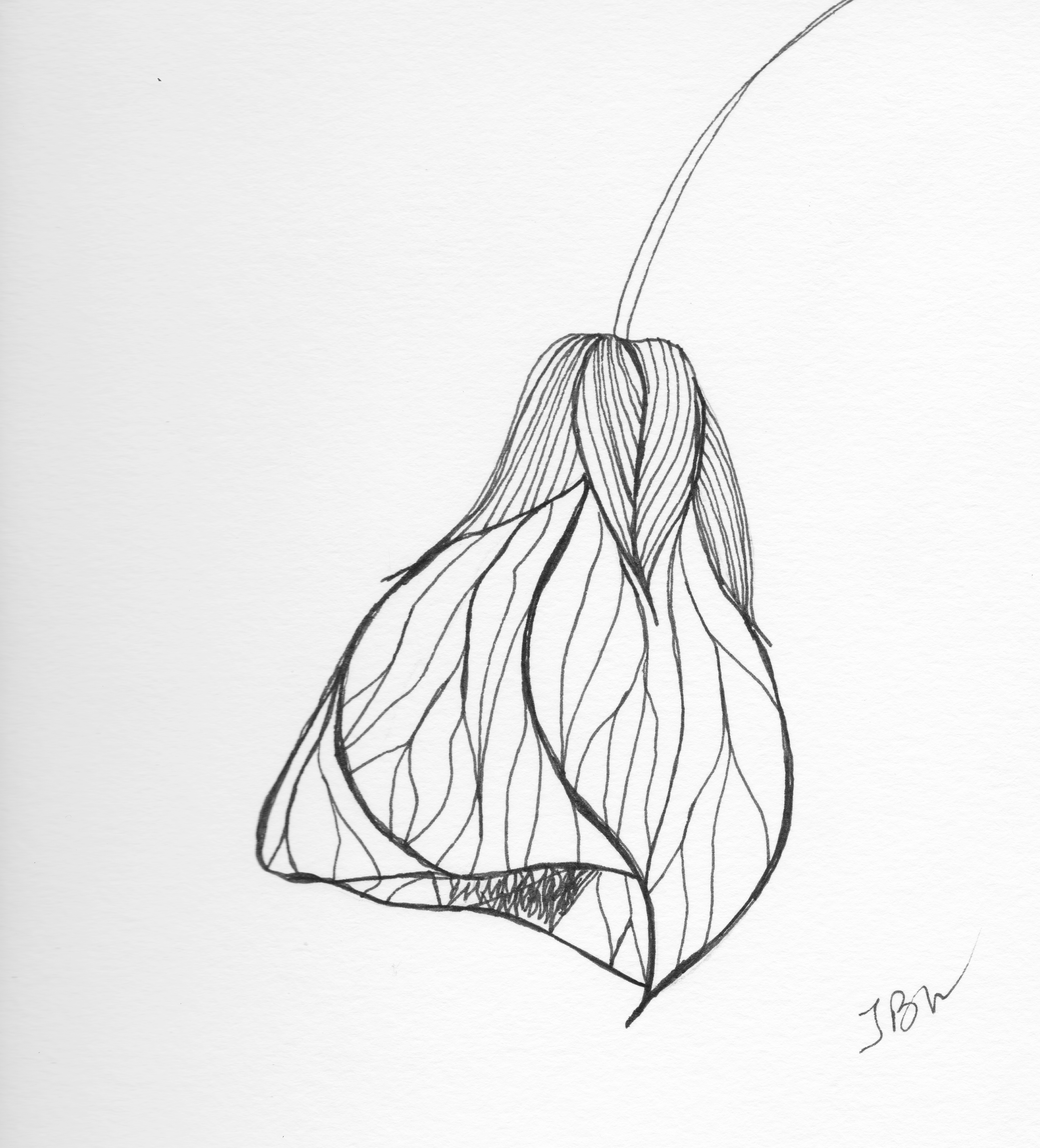 3888x4290 Chinese Lantern Pen And Ink - Chinese Lantern Sketch