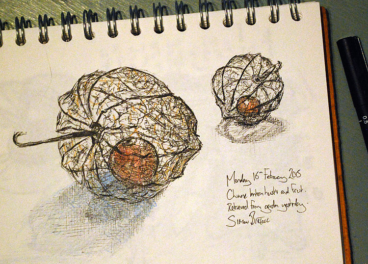 750x538 The Fruit Within The Husk Drawing Upon Life - Chinese Lantern Sketch