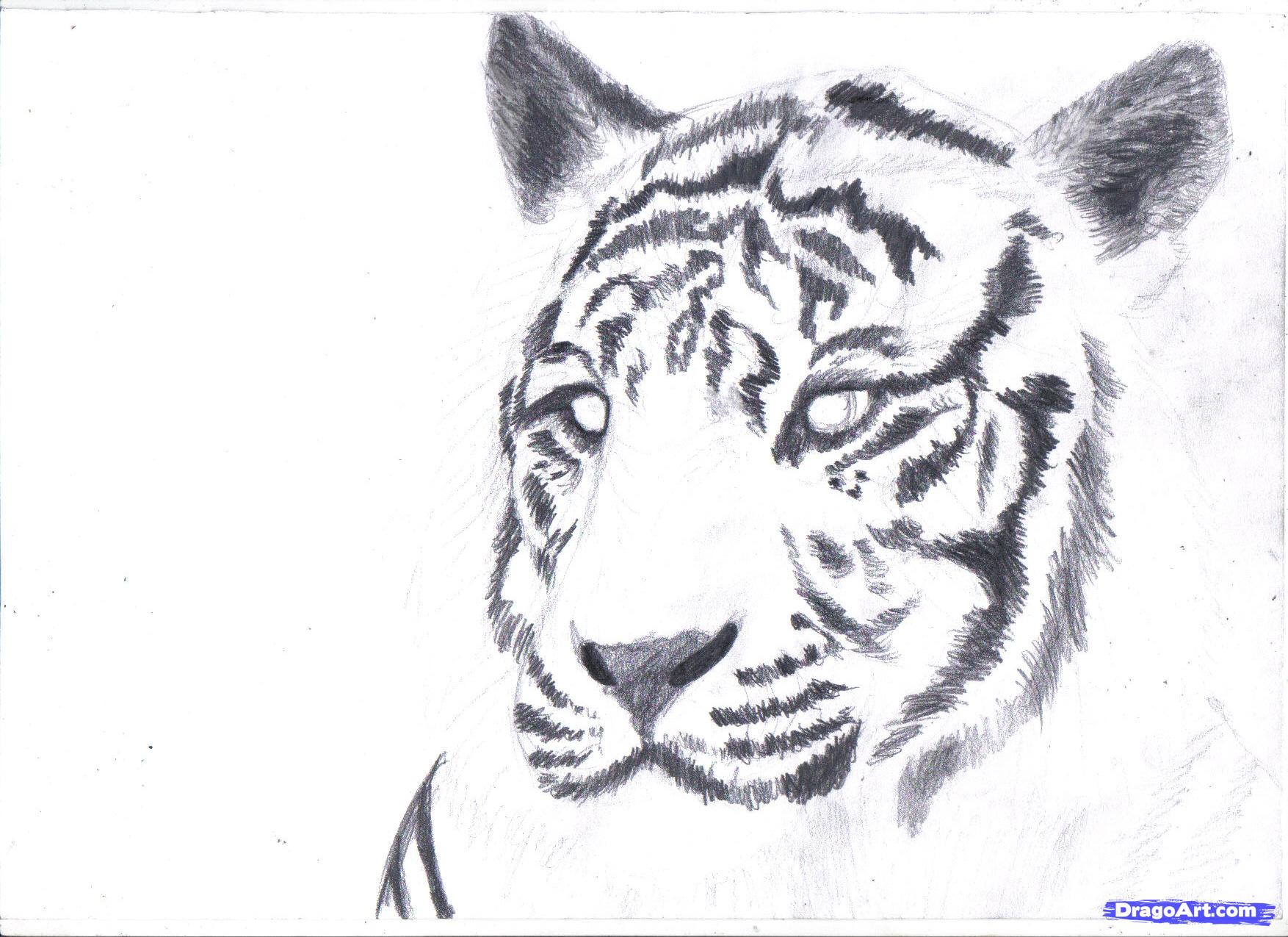 1754x1275 Drawn White Tiger Chinese 18 - Chinese Tiger Sketch