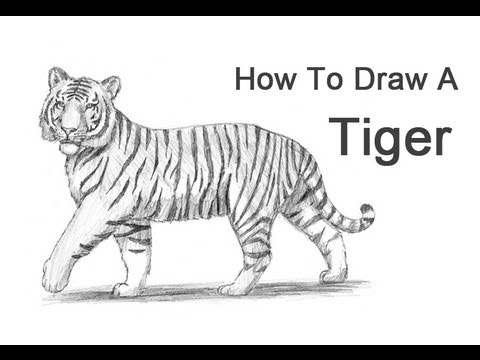 480x360 How To Draw A Tiger - Chinese Tiger Sketch