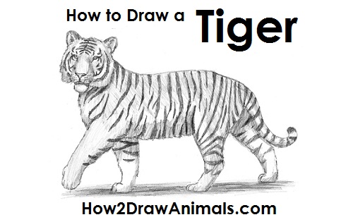 500x315 How To Draw A Tiger - Chinese Tiger Sketch