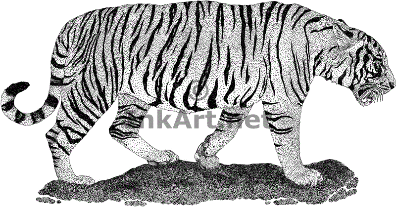 800x421 Wildlife Art Tigers - Chinese Tiger Sketch