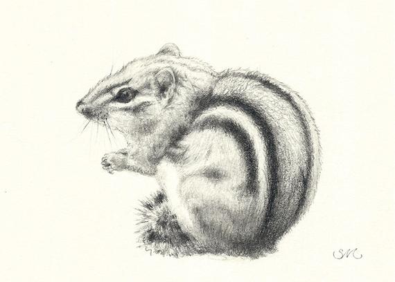 Chipmunk Sketch at PaintingValley.com | Explore collection of Chipmunk ...