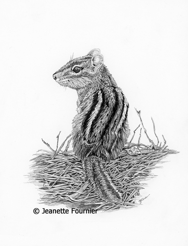 386x504 Drawn To Nature Series Sketch - Chipmunk Sketch