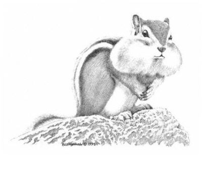 Chipmunk Sketch at PaintingValley.com | Explore collection of Chipmunk ...