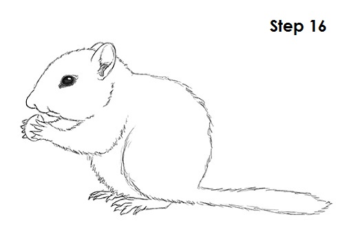 500x353 How To Draw A Chipmunk - Chipmunk Sketch