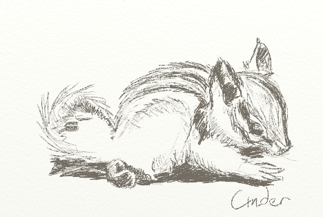 468x314 Sketch - Chipmunk Sketch