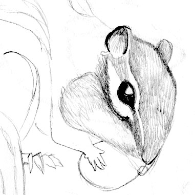381x380 Visual Brainstorming Now With More Chipmunk On8legs - Chipmunk Sketch