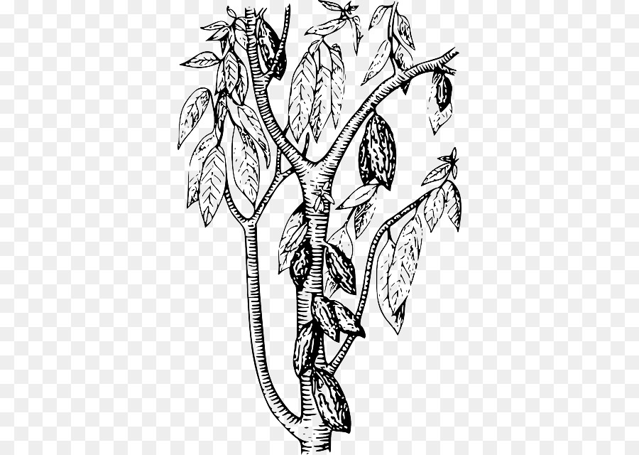 900x640 Cacao Tree Cocoa Bean Chocolate Bar - Chocolate Bar Sketch