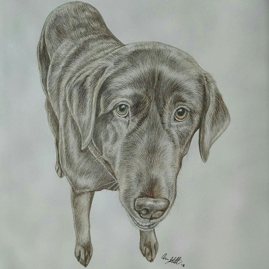 Chocolate Lab Sketch