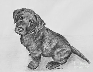 300x233 Chocolate Lab Puppy Artwork Drawing By Kate Sumners - Chocolate Lab Sketch