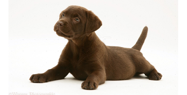 634x323 Chocolate Labrador Puppies - Chocolate Lab Sketch