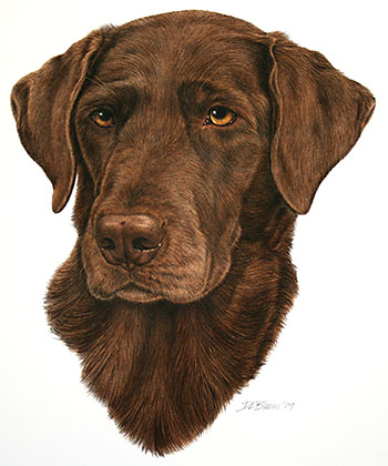 350x420 Chocolate Labrador Retriever Portrait Mungo Works - Chocolate Lab Sketch