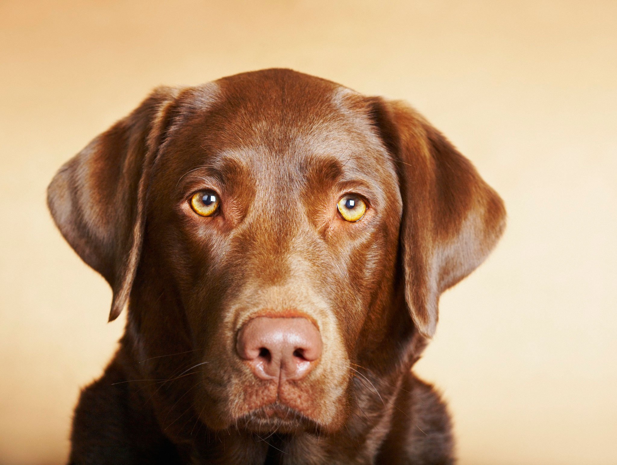 2048x1544 Did I Tell You About My Labrador A Perilous Mix Of Shameless And - Chocolate Lab Sketch