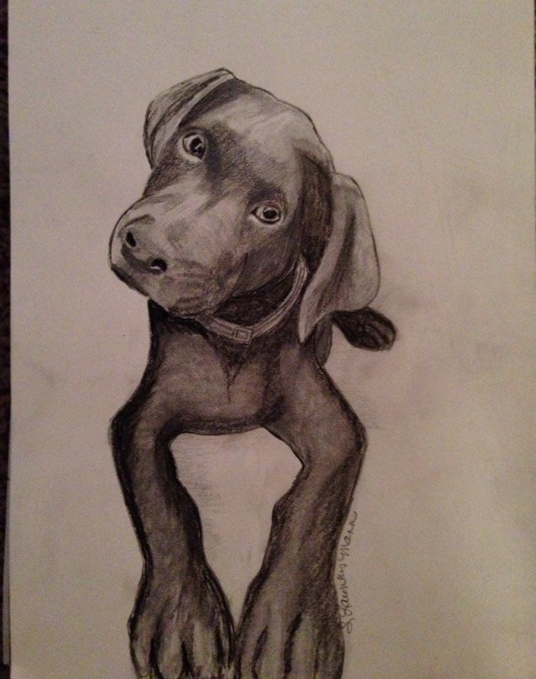 758x960 A Sketch I Did Of My Chocolate Lab, Gunny. Charcoal By S Launius - Chocolate Lab Sketch