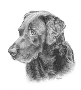 270x300 Ghira - Chocolate Lab Sketch