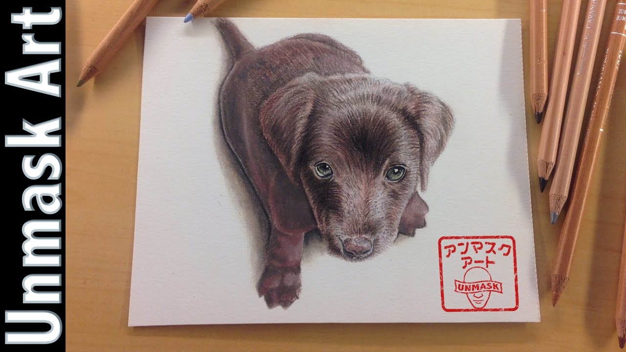 1280x720 How To Draw A Chocolate Labrador Puppy Colored Pencil Drawing - Chocolate Lab Sketch