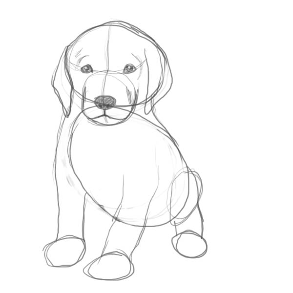 600x600 How To Draw A Puppy - Chocolate Lab Sketch
