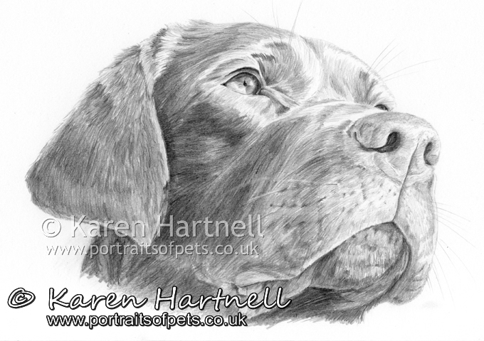 680x480 Karen Hartnell - Chocolate Lab Sketch